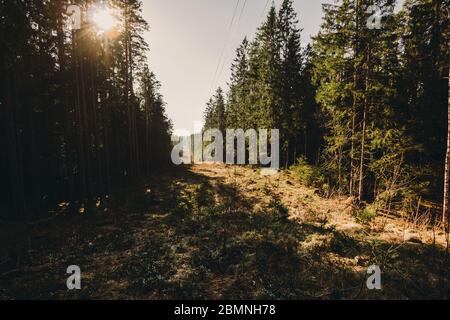 Nadelwald am Morgen mit der Sonne, die durch die Bäume scheint. Kabel über die Straße. Stockfoto