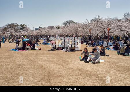 Himeji / Japan - 31. März 2018: Menschen picknicken während der Sakura-Saison unter blühenden Kirschblüten im Himeji Schlosspark in Himeji, Japan Stockfoto