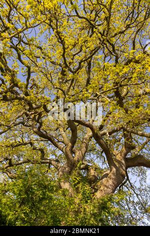 Baum im Frühjahr Laub Stockfoto