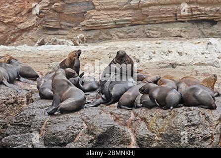 Südameriksn Seelöwe (Otaria byronia) Gruppe ruht auf Felsvorsprung mit erwachsenen Bullen Pucusana, Peru März Stockfoto