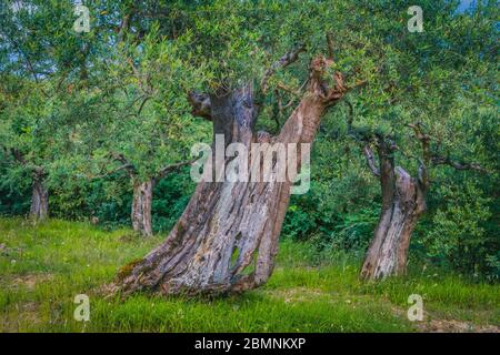 Alte Olivenbäume, Olea europaea, Perugia Provinz, Umbrien, Italien. Stockfoto