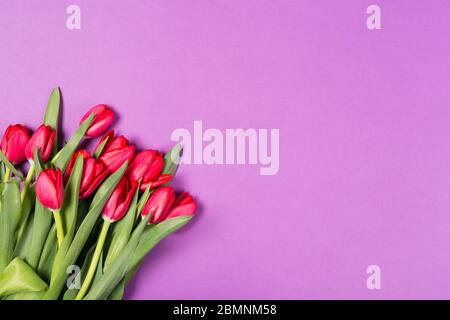 Schöne rote Tulpen auf lila Hintergrund. Glücklicher Muttertag. Platz für Text. Grußkarte. Hallo Frühlingskonzept. Grußkarte. Urlaubskonzept Stockfoto