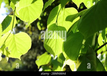 Blätter von Linden oder Linden (Tilia cordata). Stockfoto