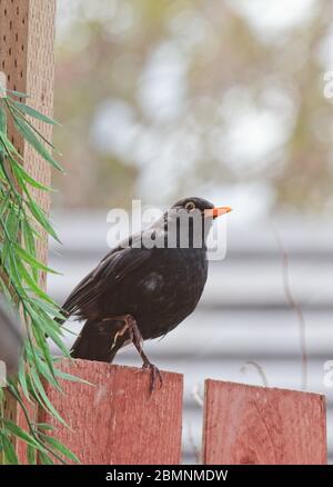 Ein Schwarzvogel, Turdus merula, auf einem Gartenzaun im Freien in einer städtischen Gartenanlage thront. Stockfoto