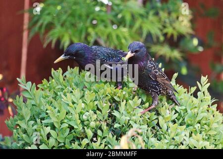 Ein Paar von Futterstaren, Strunus vulgaris, auf der grünen Topiarabsicherung auf der Suche nach Nahrung in einem städtischen Garten im Freien. Stockfoto