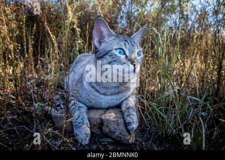 Blauäugige Katze zwischen dem Gras in Afrika. Stockfoto