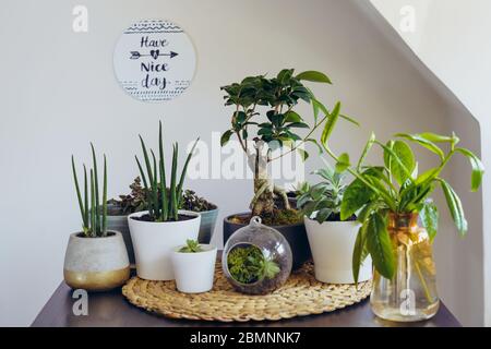 Gartenbau-Konzept. Zusammensetzung von verschiedenen Grünpflanzen, Bonsai-Baum, Sukkulenten in Töpfen auf dem schwarzen Tisch. Beige Wandhintergrund mit einem ins Stockfoto