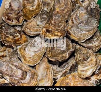 Austern auf den Zähler in Kisten aus Holz, auf dem Markt. Austern zum Verkauf an der Seafood Market. Fisch Marktstand voller frischer shell Austern. Frische oys Stockfoto