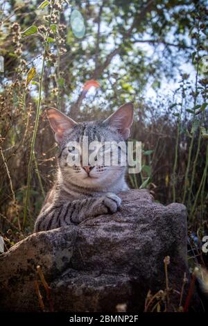 Blauäugige Katze zwischen dem Gras in Afrika. Stockfoto