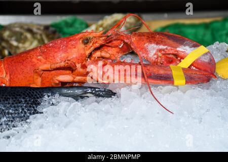 Gute Auswahl an Krustentieren zum Abendessen. Hummer, Krabben und Jumbo-Garnelen und Austern auf dunklem Hintergrund Stockfoto