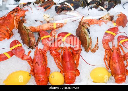 Gute Auswahl an Krustentieren zum Abendessen. Hummer, Krabben und Jumbo-Garnelen und Austern auf dunklem Hintergrund Stockfoto