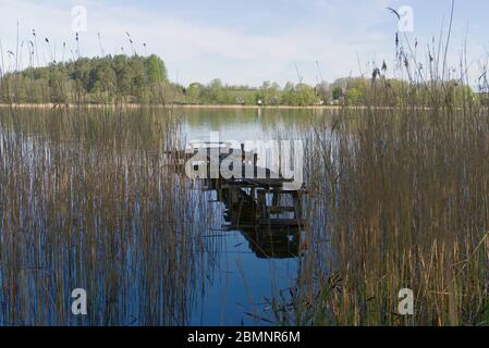 Alte, klapprige Holzsteg auf einem See, der zwischen Schilf an der Küste mit Reflexionen auf dem Wasser gesehen wird Stockfoto