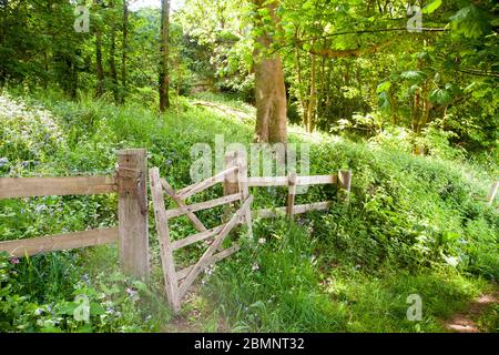 Gebrochene beschädigte baufällige bewaldete fünf Bar Farm Tor in einem englischen Wald Stockfoto