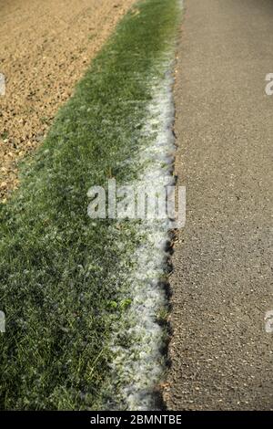 Pollen auf dem Boden und auf der Straße Stockfoto