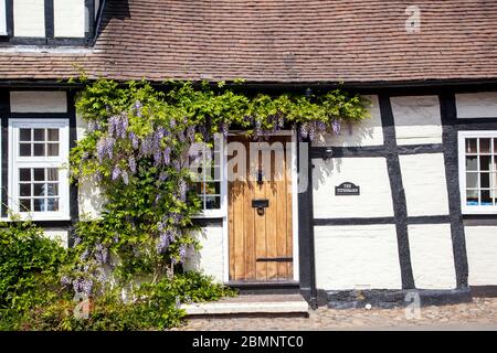 Glyzinie wächst über der Tür auf einem schwarz-weißen Fachwerk englischen Landhäuschen in Cheshire England Stockfoto