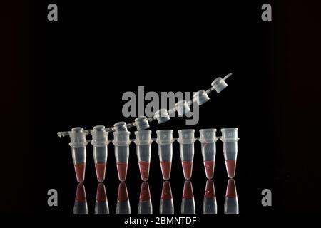 PCR-Mikroröhrchen zur Identifizierung von Coronavirus auf Schwarz Stockfoto