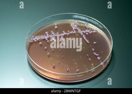 Bakterienkolonien auf der mittleren Petrischildplatte mit MacConkey Agar Stockfoto