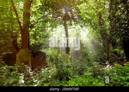 Grabsteine und Sonnenstrahlen im alten, überwachsenen victorian Tower Hamlets Cemetery Park, London, Großbritannien Stockfoto