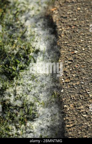 Pollen auf dem Boden und auf der Straße Stockfoto