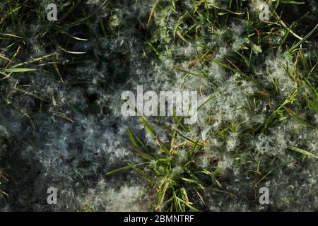 Pollen auf dem Boden und auf der Straße Stockfoto