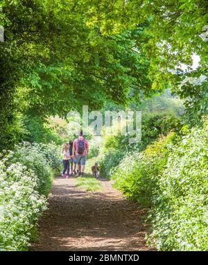 Familie zu Fuß in der Cheshire Landschaft entlang einer von Bäumen gesäumten grünen Gasse Weg mit Kuh Petersilie im Frühjahr begrenzt Stockfoto