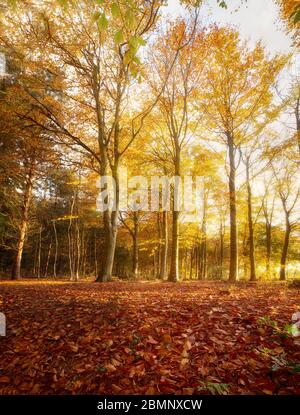 Erstaunliche Herbst Waldlandschaft und golden orangen Blättern. Morgen Sonnenaufgang saisonaler Herbst im Wald Stockfoto