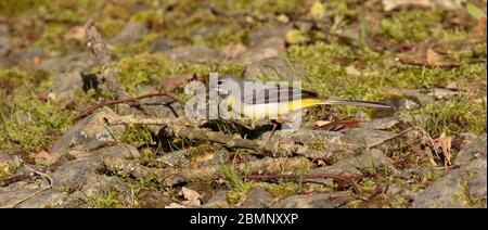 Grauer Wagtail Jagdkran fliegt Stockfoto