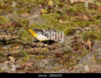 Grauer Wagtail Jagdkran fliegt Stockfoto