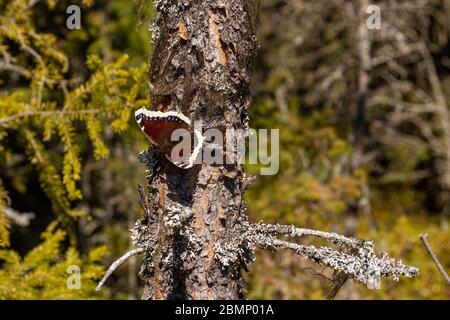 Trauermantel oder Camberwell-Schönheits-Schmetterling (Nymphalis antiopa) auf einem Kiefernstamm in der Sonne, Bild aus Mellansel Vasternorrland, Schweden. Stockfoto