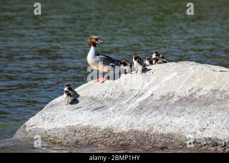 Weiblicher gewöhnlicher Ganglibling (Mergus merganser) mit Entenküken auf einem Felsen am Ufer Stockfoto