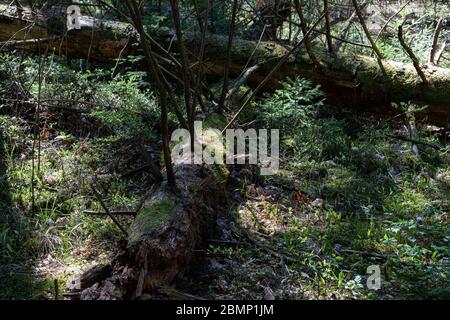 Zersetzen Moos bedeckt gefallenen Bäumen Uutela Erholungsgebiet im Vuosaari Bezirk von Helsinki, Finnland Stockfoto