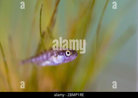 Ein junger Stichling. Gefangen in einem Gartenteich und fotografiert, bevor sie freigelassen werden. Stockfoto