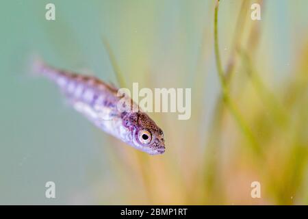 Ein junger Stichling. Gefangen in einem Gartenteich und fotografiert, bevor sie freigelassen werden. Stockfoto