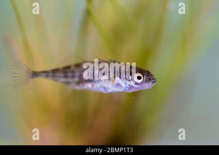 Ein junger Stichling. Gefangen in einem Gartenteich und fotografiert, bevor sie freigelassen werden. Stockfoto