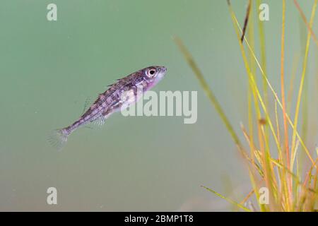 Ein junger Stichling. Gefangen in einem Gartenteich und fotografiert, bevor sie freigelassen werden. Stockfoto