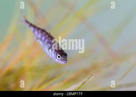 Ein junger Stichling. Gefangen in einem Gartenteich und fotografiert, bevor sie freigelassen werden. Stockfoto