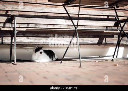 Foto einer Katze, die unter einem Straßenstuhl sitzt Stockfoto