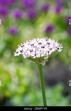 Allium 'Silberquelle' in einem Hüttengarten. Allium Blumen. Stockfoto