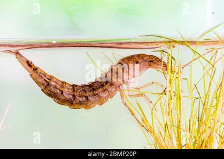 Große Tauchtkäfer Larve in einem kontrollierten Set fotografiert und wieder in den Teich, wo sie gefunden wurde Stockfoto