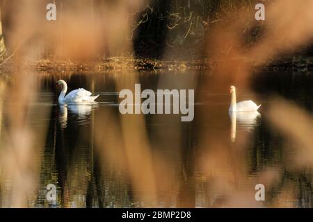 Zwei Schwäne schwimmen bei Sonnenaufgang am Dachfenstern Plothen, Deutschland Stockfoto