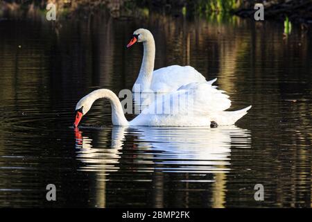 Zwei Schwäne schwimmen bei Sonnenaufgang am Dachfenstern Plothen, Deutschland Stockfoto