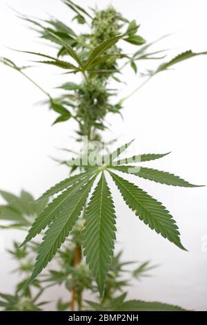 Cannabispflanze Nahaufnahme auf isoliertem weißem Hintergrund Stockfoto