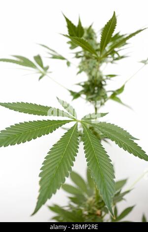 Cannabispflanze Nahaufnahme auf isoliertem weißem Hintergrund Stockfoto