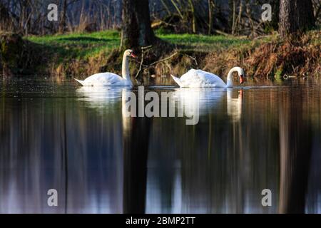 Zwei Schwäne schwimmen bei Sonnenaufgang am Dachfenstern Plothen, Deutschland Stockfoto