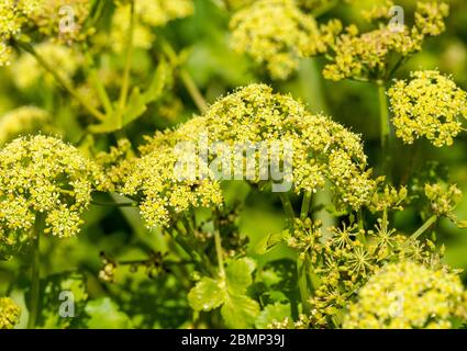 Makro Nahaufnahme von Blüten der Alexanders Pflanze, Smyrnium olusatrum, UK Stockfoto