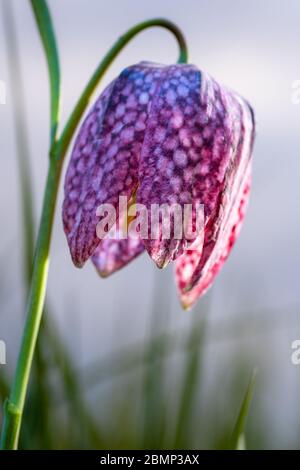 Im Frühjahr blüht die Fritillaria meleagris von Kiebitz mit lila gesprenkelten weißen Glocken. Kiebitz-Blüten wachsen in freier Wildbahn in feuchten Torf oder Lehm Stockfoto