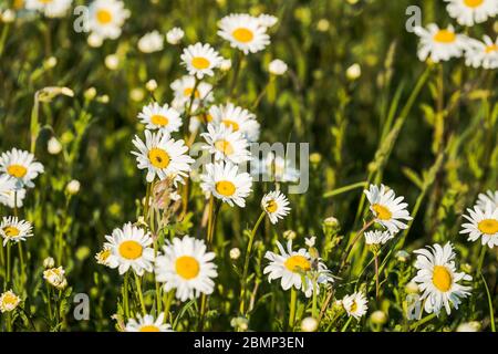 Wiese ist voll von vielen schönen Gänseblümchen. Gänseblümchen auf grünem Hintergrund. Gänseblümchen wachsen auf einer Wiese. Stockfoto