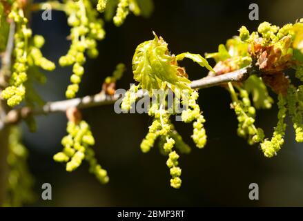 Makro Nahaufnahme Sycamore Baum blüht und Blätter im Frühjahr, Acer pseudoplatanus, Großbritannien Stockfoto