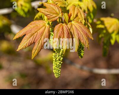Makro Nahaufnahme Sycamore Baum blüht und Blätter im Frühjahr, Acer pseudoplatanus, Großbritannien Stockfoto