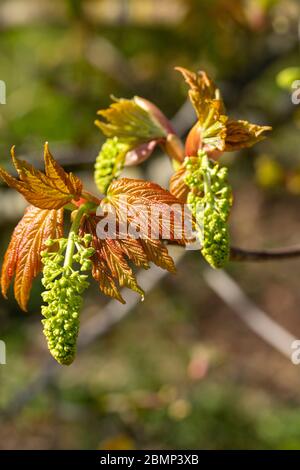 Makro Nahaufnahme Sycamore Baum blüht und Blätter im Frühjahr, Acer pseudoplatanus, Großbritannien Stockfoto